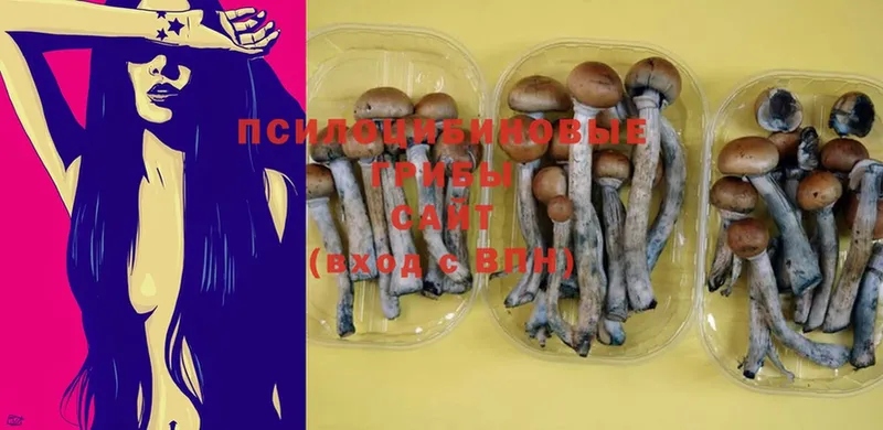 Галлюциногенные грибы Psilocybine cubensis  Весьегонск 